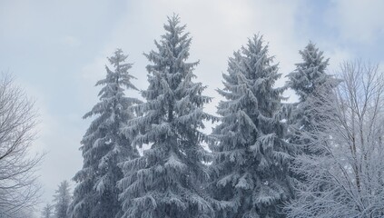 Obraz premium Snow-Covered Trees During the Cold Season