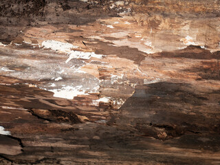 Decayed Wood Texture Brown Abstract Background