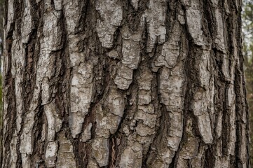 Fototapeta premium Texture of the bark from a cork tree, showcasing natural patterns.