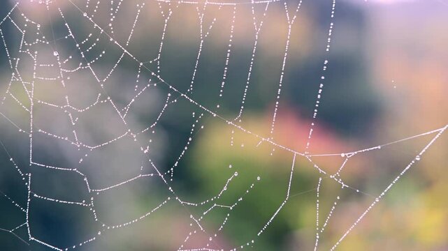 Sparkling dew beads cling to a delicate spiderweb at sunrise. Macro close-up with shallow depth of field and creamy bokeh, capturing golden morning light and natural symmetry&mdash;ideal for intros, backgro