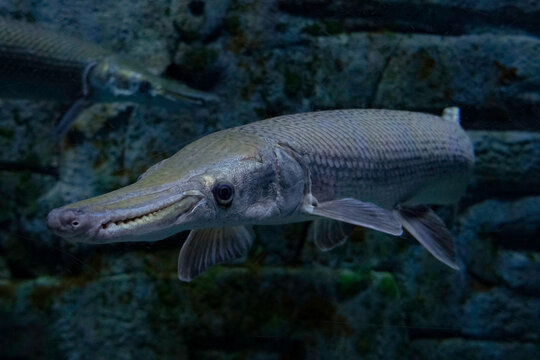 A close-up of a gar fish swimming in a dimly lit aquarium, showcasing its long snout, textured scales, and prehistoric appearance
