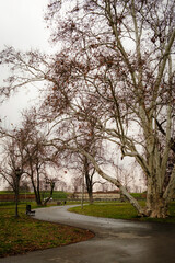 Curved path through a quiet park with bare trees on an overcast winter day