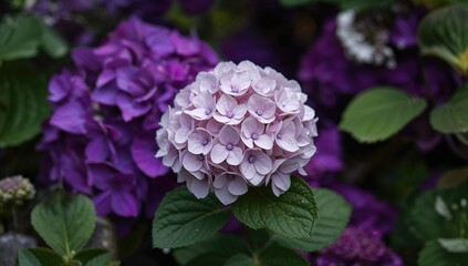 Beautiful hydrangea steyemarkii, elegant purple blooms, seasonal change