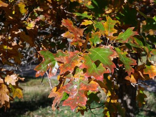 Scarlet Oak (Quercus coccinea) Leaves Turning Red and Orange in Autumn, Colorado
