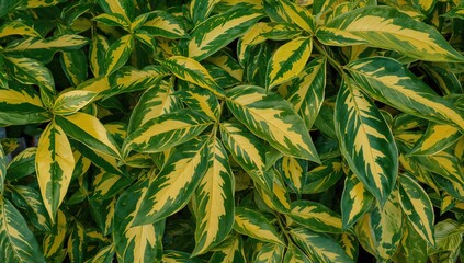 Fototapeta premium Variegated Schefflera arboricola: A favored indoor plant with green and yellow leaves for a fresh summer vibe