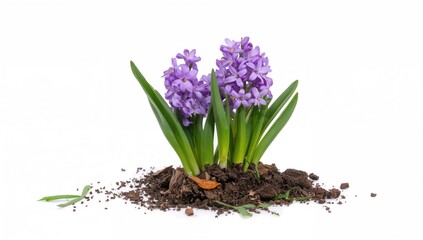 Obraz premium Ground-planted hyacinth blossoms against a white backdrop