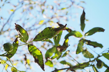 Liście kasztanowca na tle nieba