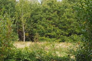 Widok na las i łąkę