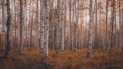 Golden season in a birch forest. Natural scenery with trees and sunlight filtering through leaves. Pattern, abstract, nature, tree, landscape, light, leaf, forest, sun, autumn