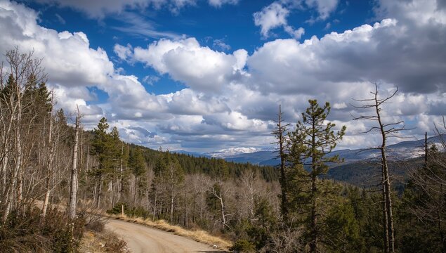 Arz forest in northern Lebanon, focus on natural preservation