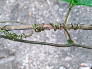 Close-up of a passion fruit plant's young, helical tendrils firmly wrapped around a dry wooden stick. Nature's grip: a study in the climbing structure of Passiflora.