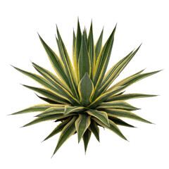 Fototapeta premium Isolated variegated agave americana plant with emerald green and golden yellow striped leaves in a radial rosette, against a seamless transparent background, modern botanical study