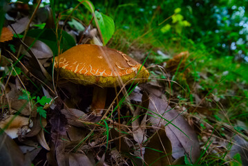 ヤマドリタケモドキ