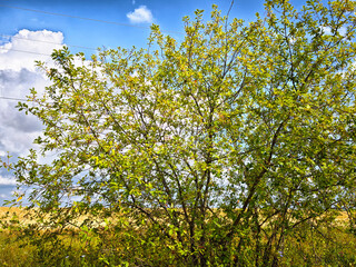 Green bush stands out against blue sky and fluffy clouds in a rural landscape during a sunny day