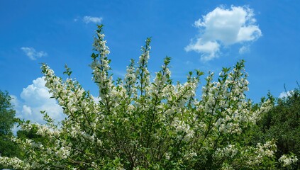 Fototapeta premium Shrub covered in tiny white blossoms beneath a clear blue sky