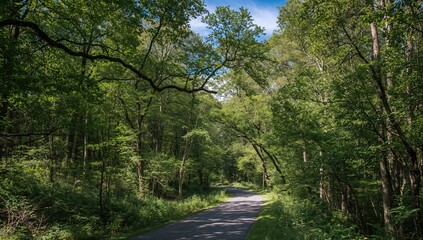 Fototapeta premium Forest pathway lined with trees, showcasing nature's greenery and outdoor scenery