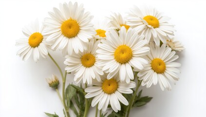 Isolated daisy flowers on a white backdrop, suitable for packaging design