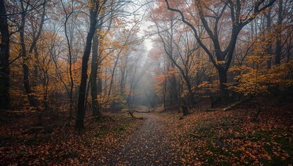 Fototapeta premium Autumn forest brimming with colorful leaves, showcasing seasonal change