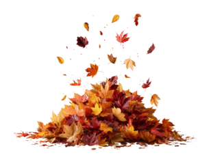 Autumn leaves falling scene nature colorful environment isolated on transparent background