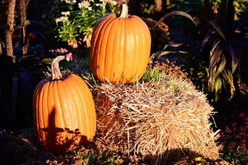 pumpkins on the ground