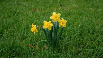 Fototapeta premium As spring arrives, daffodils blossom among the lush green grass, providing a vibrant display of color in the landscape, seasonal change