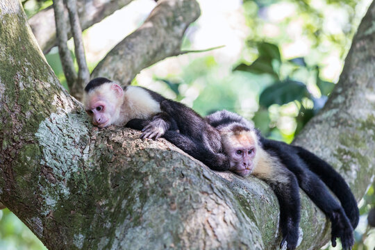 White headed capuchin monkeys, Manuel Antonio National Park, Costa Rica
