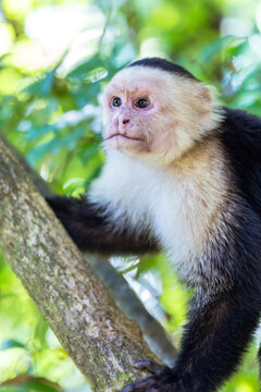 White headed capuchin monkey, Manuel Antonio National Park, Costa Rica