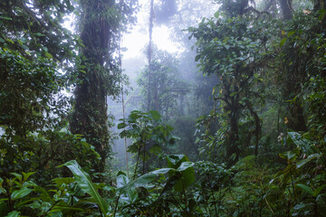 Tropical forest, Monteverde cloud forest, Costa Rica