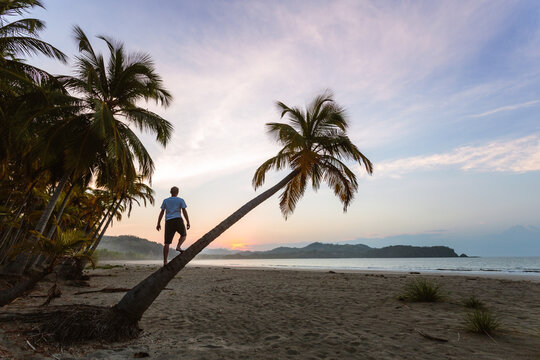 Man on palm tree at the beach looking at sunrise, Playa Carrillo, Costa Rica