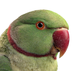 Colorful parrot animal portrait isolated on transparent background