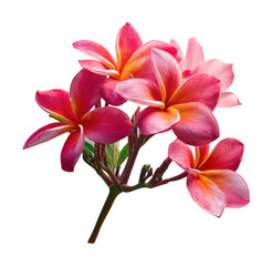 Fototapeta premium Vibrant pink frangipani blooms nature garden floral isolated on transparent background