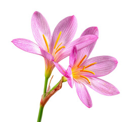 Fototapeta premium Delicate pink flowers blooming in nature botanical isolated on transparent background