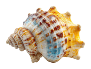 Collecting unique seashells on the beach coastal nature isolated on transparent background