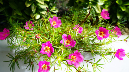 Obraz premium Vibrant Portulaca grandiflora flowers blooming in sunny garden setting