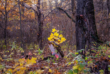 A small golden maple tree in an autumn forest.
