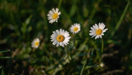 Fototapeta premium Delicate Daisy Blossoms Flourishing in Nature, Symbolizing Renewal