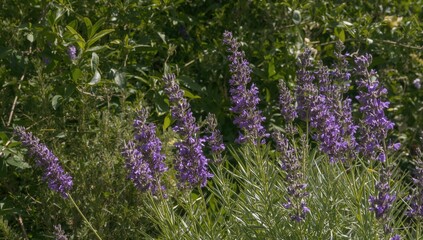 Vibrant purple blossoms surrounded by lush greenery, capturing the essence of summer and natural beauty