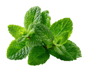 Harvesting fresh mint leaves herb garden natural isolated on transparent background