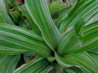 Obraz premium Nidularium innocentii var. lineatum