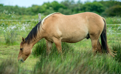 Cheval de selle français dans les marais de Fort-Mahon-Routhiauville, Somme, France