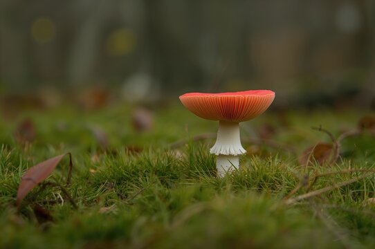 Scarlet elfcup: a fascinating inedible fungus of early spring