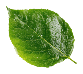 Of a dewy green leaf nature scene botanical isolated on transparent background