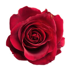 Beautiful red rose bloom nature floral isolated on transparent background