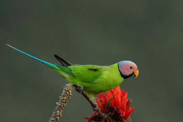Blossom-headed Parakeet (Psittacula roseata) perched on a branch in natural forest habitat