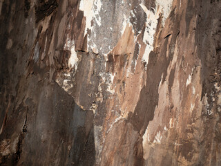 Decayed Wood Texture Brown Abstract Background