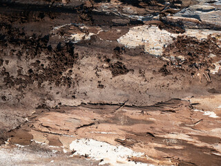 Decayed Wood Texture Brown Abstract Background