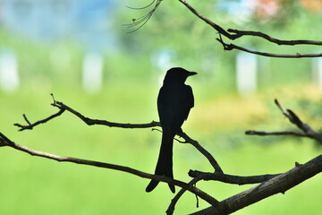 bird wallpaper image download,sailoutte bird image download