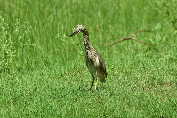 bird image download, kokku bird HD download