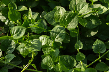 Close-up of fresh, vibrant Malabar Spinach (Basella alba) leaves growing in a garden with sunlight