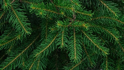 Close-up of a fir tree twig with green needles and orange cones, festive texture background for holiday greeting cards